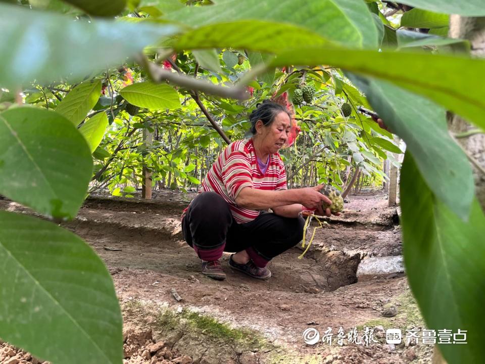 蜜释迦的种植技术_蜜释迦价格_蜜释迦是什么水果