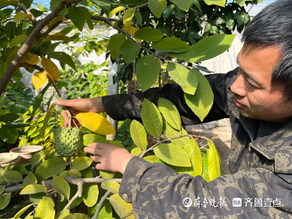 蜜释迦价格_蜜释迦是什么水果_蜜释迦的种植技术