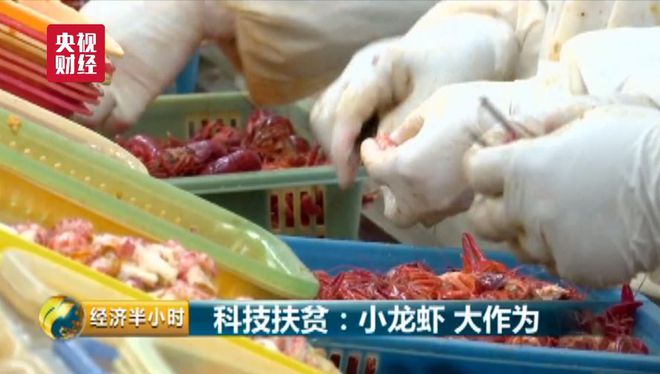 CCT 致富经神仙豆腐_致富经豆腐类致富故事_致富经豆腐全集视频