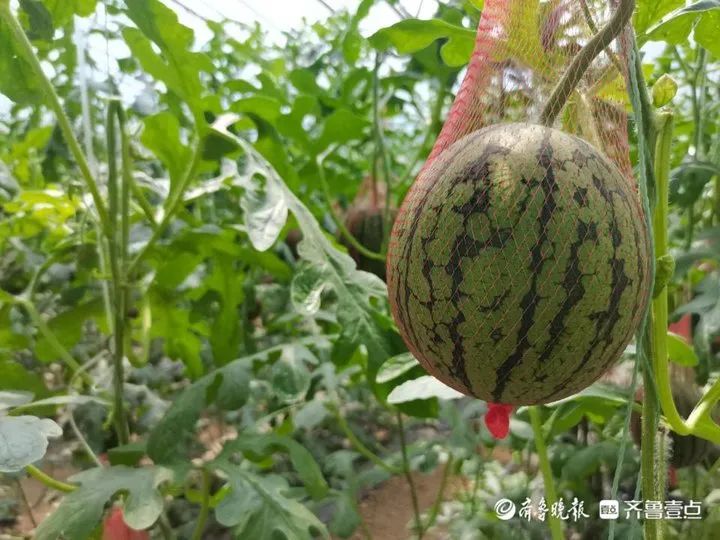 种大棚菜挣钱吗_大棚种植山野菜_致富经大棚种野菜