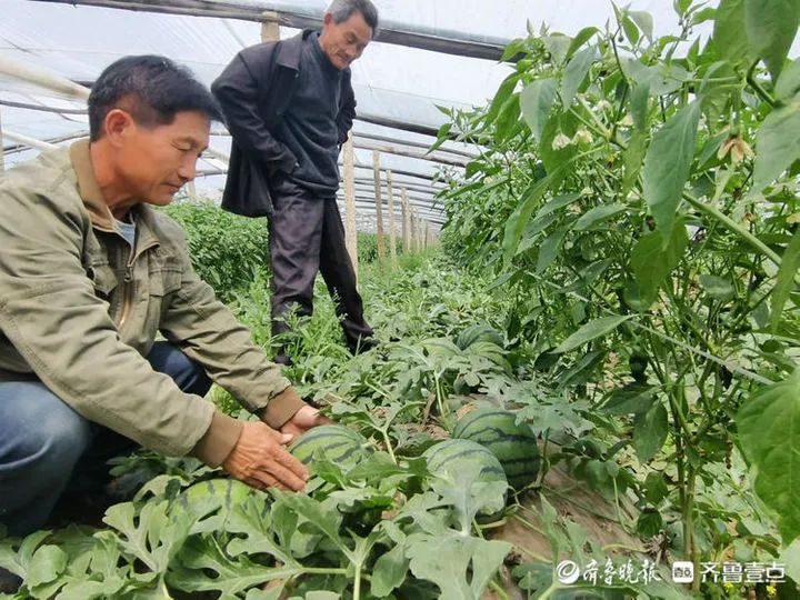 大棚种植山野菜_种大棚菜挣钱吗_致富经大棚种野菜