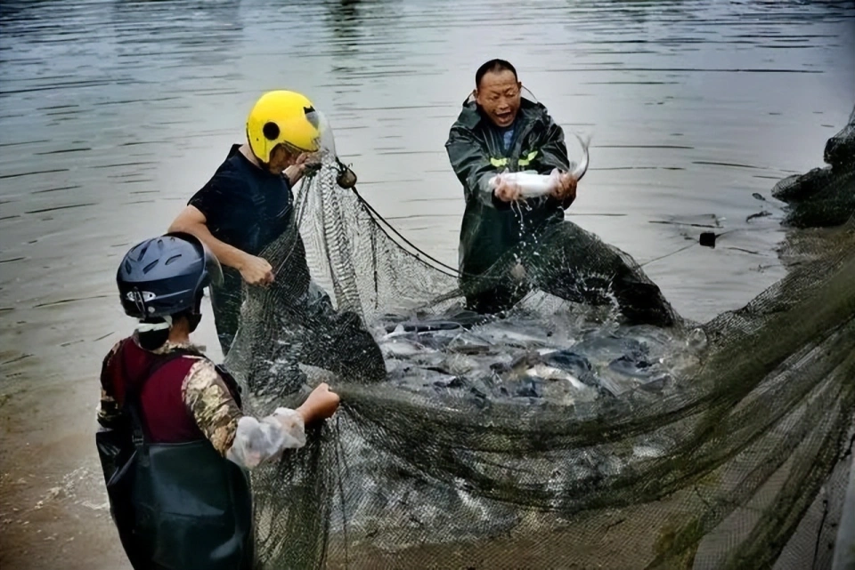 “泸州”江阳区江北镇：鱼跃人欢产业旺