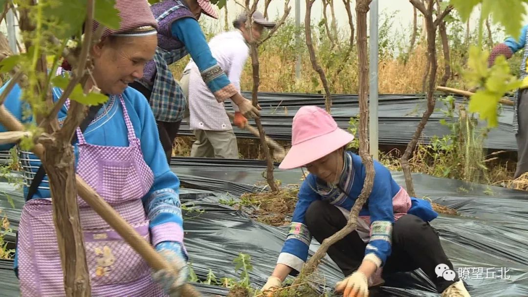 农村种植合作社新政策_农村种植致富合作_农村合作致富项目