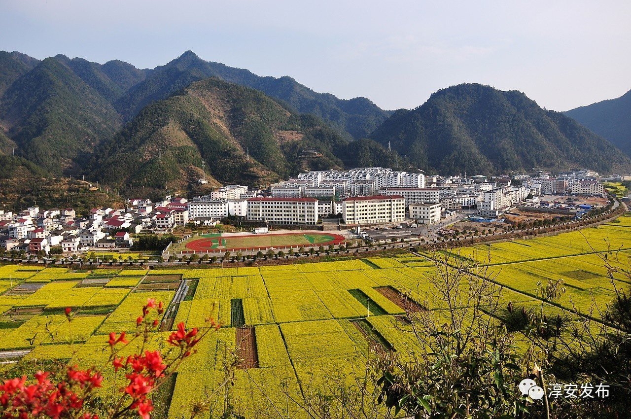 淳安刘寄奴种植致富_淳安刘寄奴种植致富_淳安刘寄奴种植致富