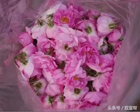 种花却不卖花，“沙漠玫瑰”产业链多点开花