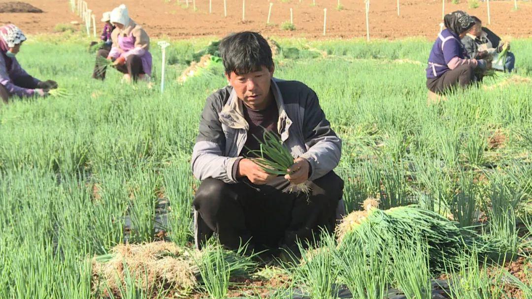 小葱种植致富增收_小葱种植法_种植小葱前景如何