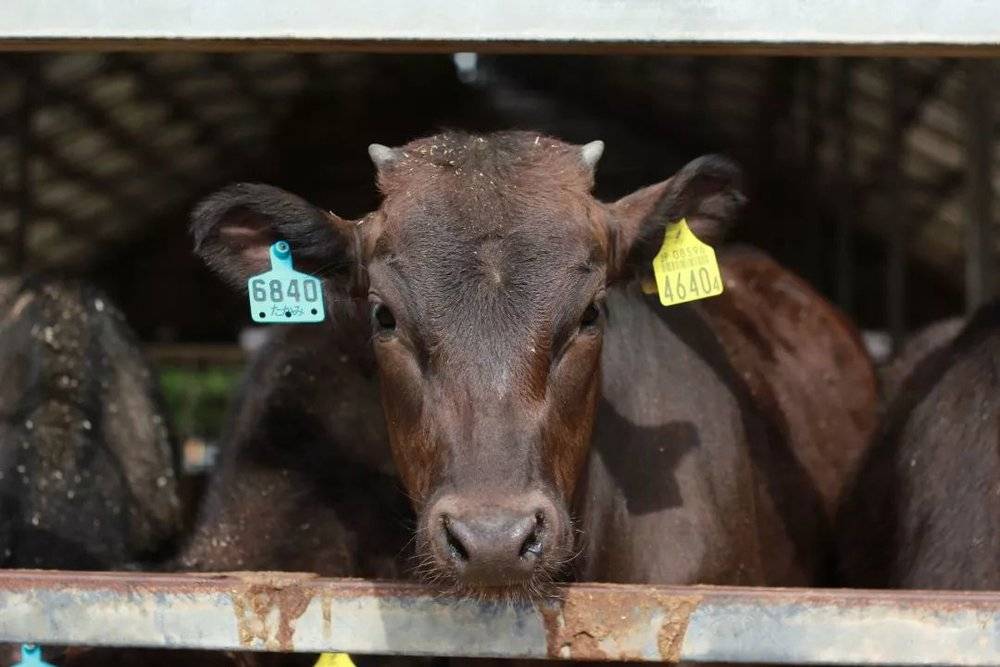 日本养牛三年赚多少_日本肉牛养殖_日本和牛养殖技术视频