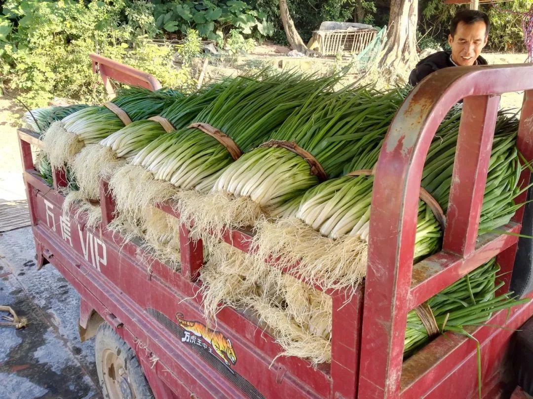 小葱种植致富增收_小葱种植成本与利润_小葱种植效益