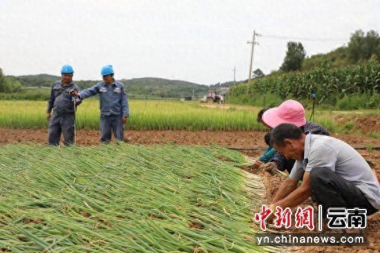 小葱种植致富增收_种植小葱能赚钱吗_小葱种植成本与利润