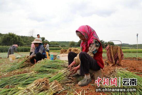 小葱种植致富增收_小葱种植成本与利润_种植小葱能赚钱吗