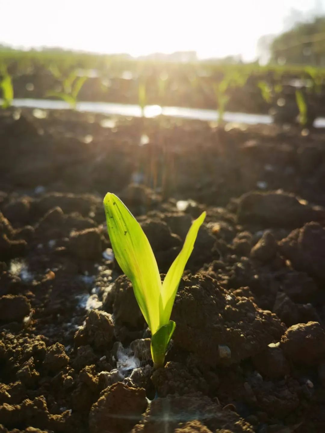 2024年新疆玉米种植意向严重下滑近30%，如何保障粮食生产目标再增100万吨？