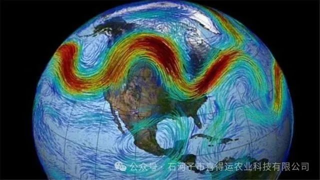 新疆种植玉米致富_新疆制种玉米_致富玉米种植新疆有补贴吗