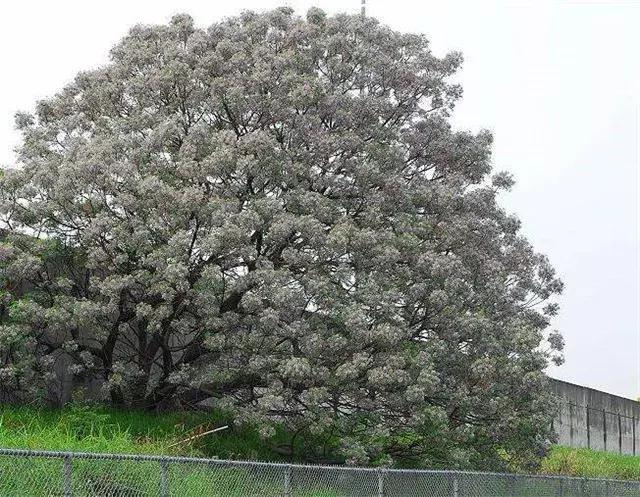 楝树种植致富_致富种植楝树怎么样_致富种植楝树视频