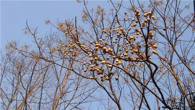 楝树种植致富_致富种植楝树怎么样_致富种植楝树视频