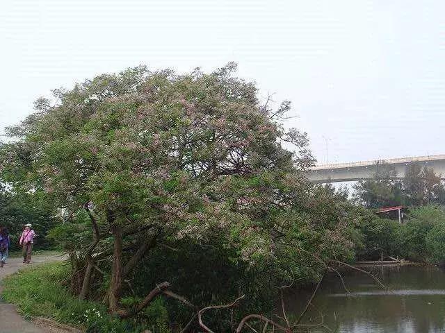 致富种植楝树视频_致富种植楝树怎么样_楝树种植致富