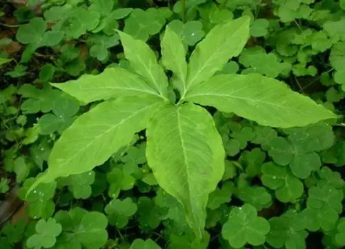 白术山西能种吗_山西种植白术致富_种白术赚钱吗