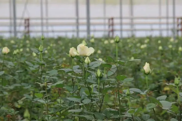 云南弥勒水果种植_云南弥勒种植致富_弥勒适合种植什么