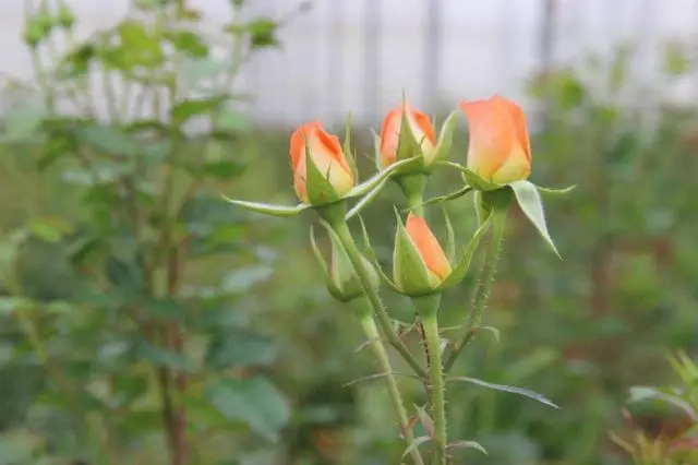 云南弥勒水果种植_云南弥勒种植致富_弥勒适合种植什么