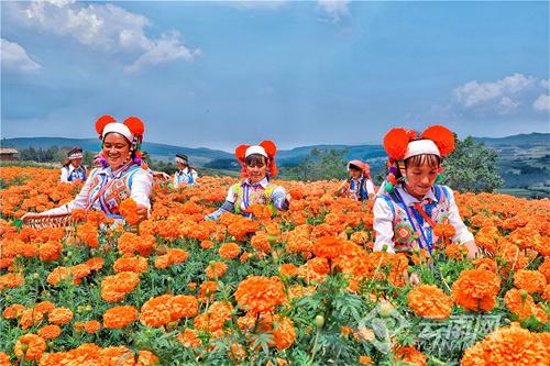 弥勒适合种植什么_云南弥勒水果种植_云南弥勒种植致富