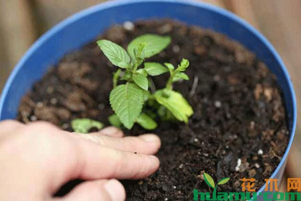 烟头水可以杀虫，怎样自制烟头水养花？