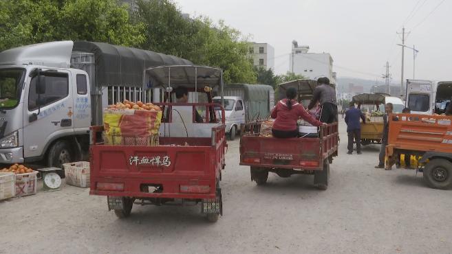 云南弥勒种植致富_弥勒适合种植什么_云南弥勒高原特色农业