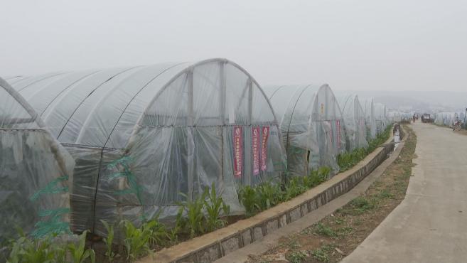 云南弥勒种植致富_云南弥勒高原特色农业_弥勒适合种植什么