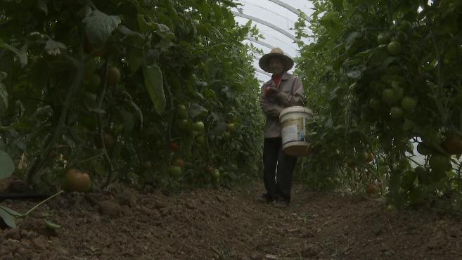 弥勒适合种植什么_云南弥勒种植致富_云南弥勒高原特色农业