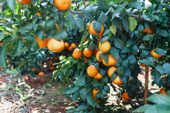 云南弥勒种植致富_弥勒哪里有种植基地_云南弥勒高原特色农业