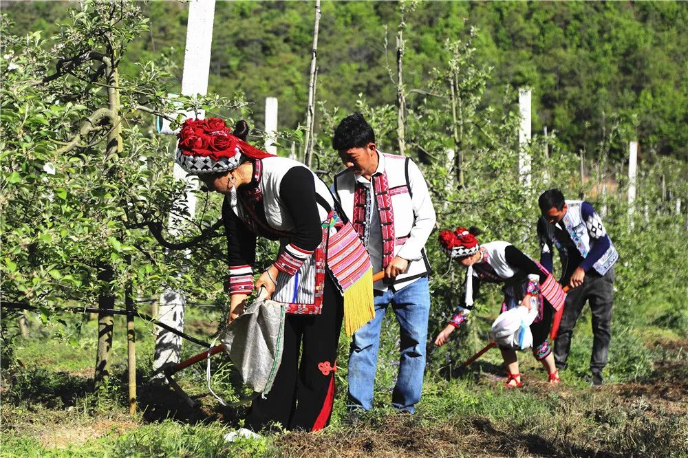 弥勒哪里有种植基地_云南弥勒种植致富_云南弥勒高原特色农业