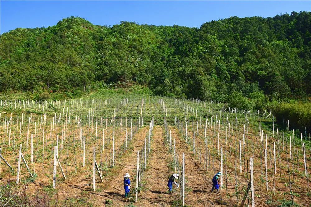 云南弥勒高原特色农业_弥勒哪里有种植基地_云南弥勒种植致富