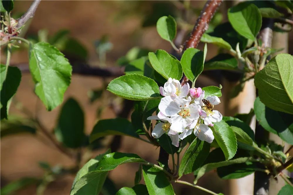 云南弥勒种植致富_弥勒哪里有种植基地_云南弥勒高原特色农业