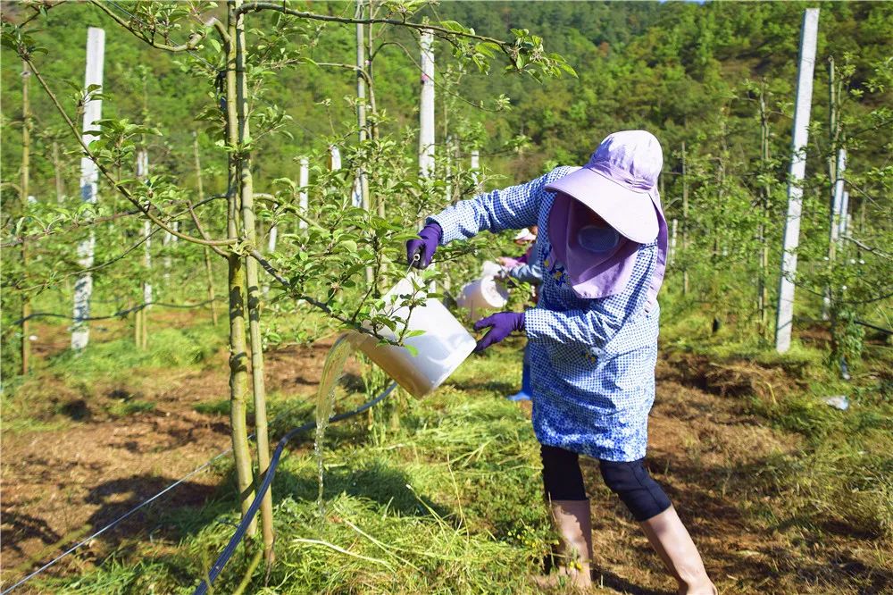 弥勒哪里有种植基地_云南弥勒种植致富_云南弥勒高原特色农业