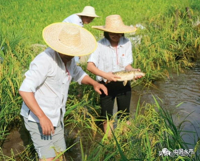 致富经稻田养娃_致富经鳅田稻报纸_致富经稻田养鱼纪录片