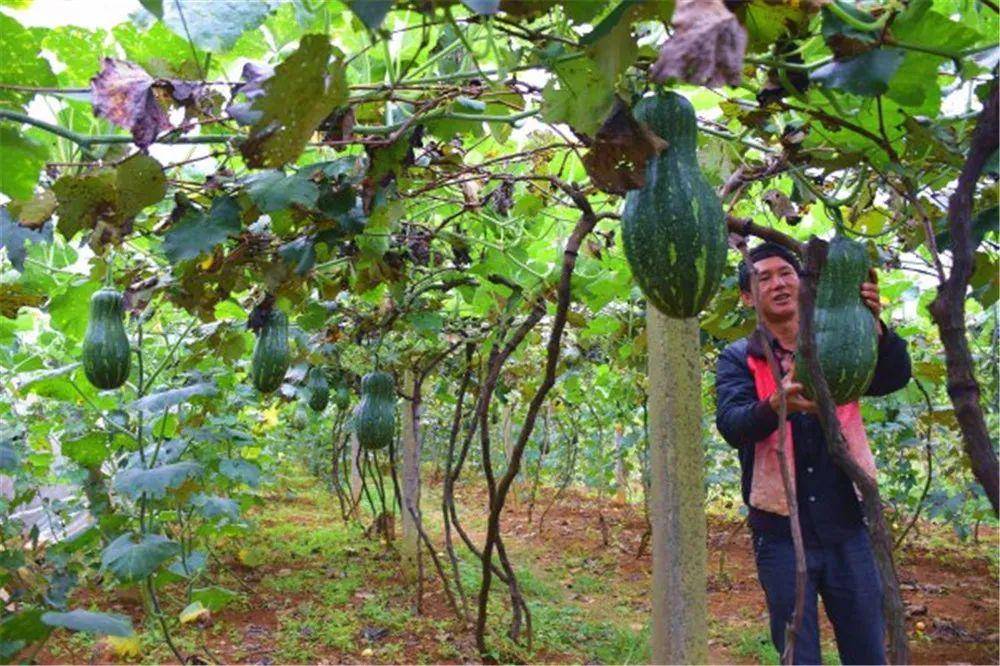 弥勒哪里有种植基地_云南弥勒种植致富_云南弥勒水果种植