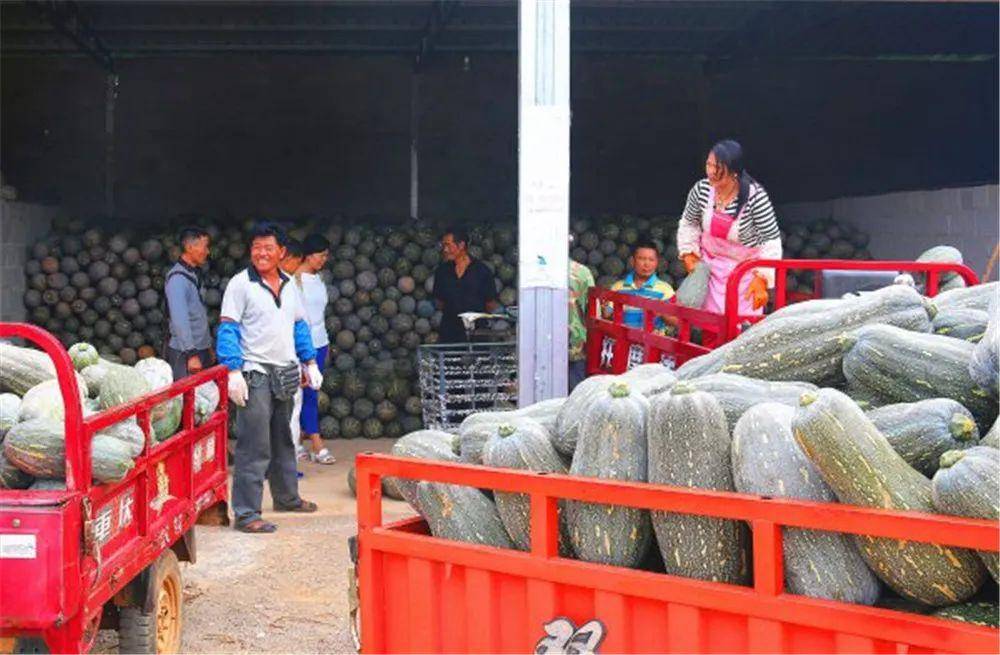 弥勒哪里有种植基地_云南弥勒水果种植_云南弥勒种植致富