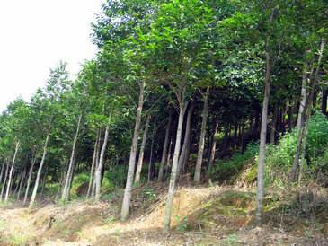 种植致富的树叶_靠树叶致富_致富树叶种植图片