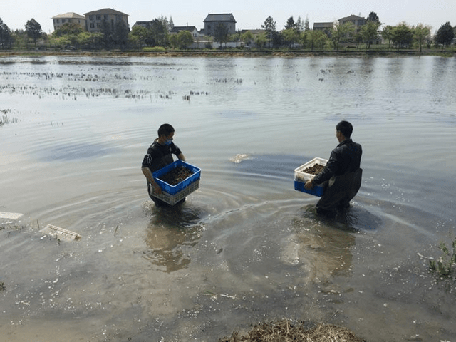 致富经桐乡稻鱼呀上_致富经桐乡稻鱼呀上_致富经桐乡稻鱼呀上