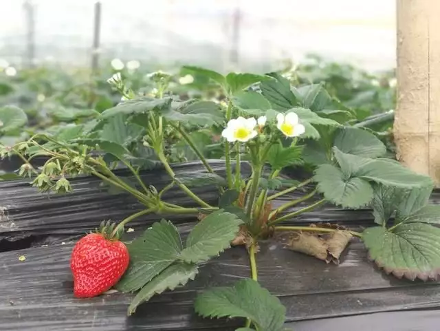 种植草莓的技术_种植大全草莓技术视频_草莓种植技术大全