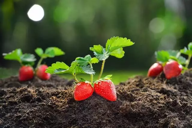 种植大全草莓技术视频_种植草莓的技术_草莓种植技术大全