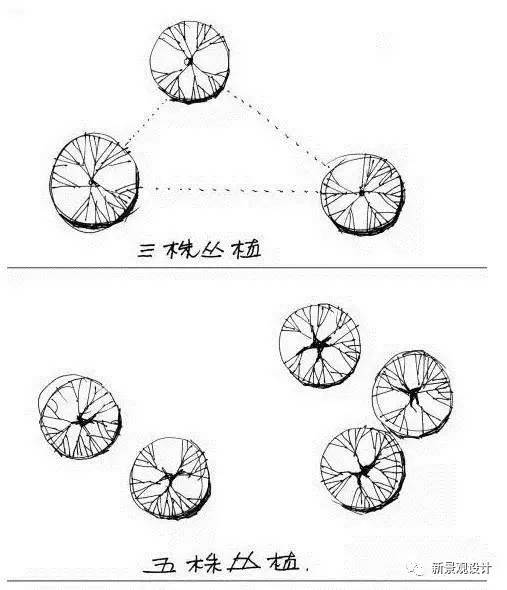 致富种植楝树视频_楝树种植致富_楝树怎么种植