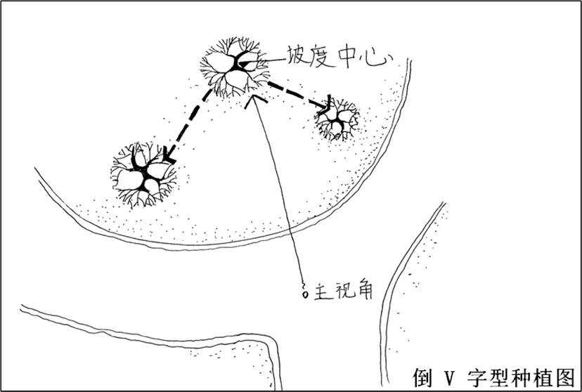 楝树种植致富_致富种植楝树视频_楝树怎么种植