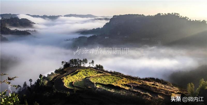 仔姜种植经济效益_仔姜的种植成本和利润_致富经仔姜种植技术