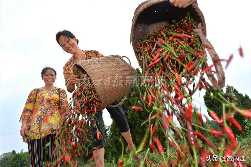 仔姜的种植成本和利润_致富经仔姜种植技术_仔姜种植经济效益