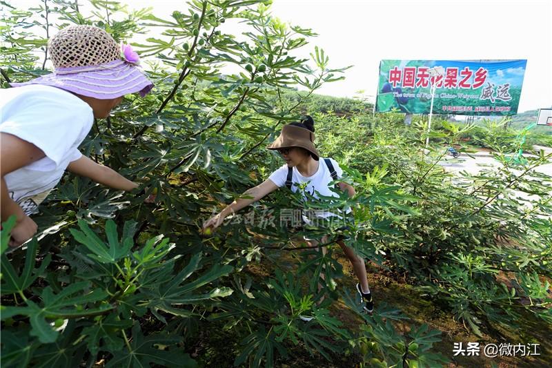 致富经仔姜种植技术_仔姜种植经济效益_仔姜的种植成本和利润