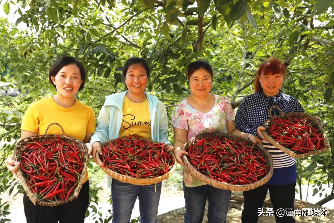 致富经仔姜种植技术_致富经生姜_致富经生姜种植技术视频