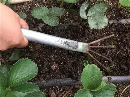 种植农业最新技术发展趋势_种植农业最新技术有哪些_最新农业种植技术