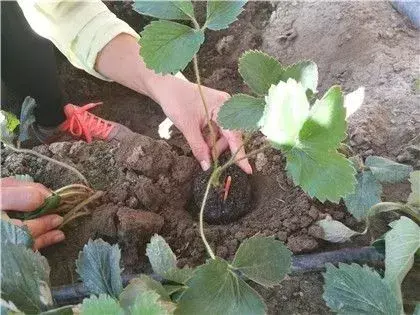 最新农业种植技术_种植农业最新技术有哪些_种植农业最新技术发展趋势