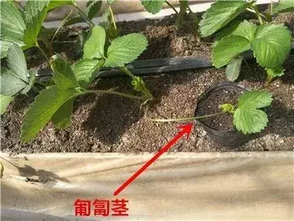 种植农业最新技术发展趋势_最新农业种植技术_种植农业最新技术有哪些