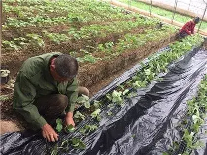 最新农业种植技术_种植农业最新技术发展趋势_种植农业最新技术有哪些