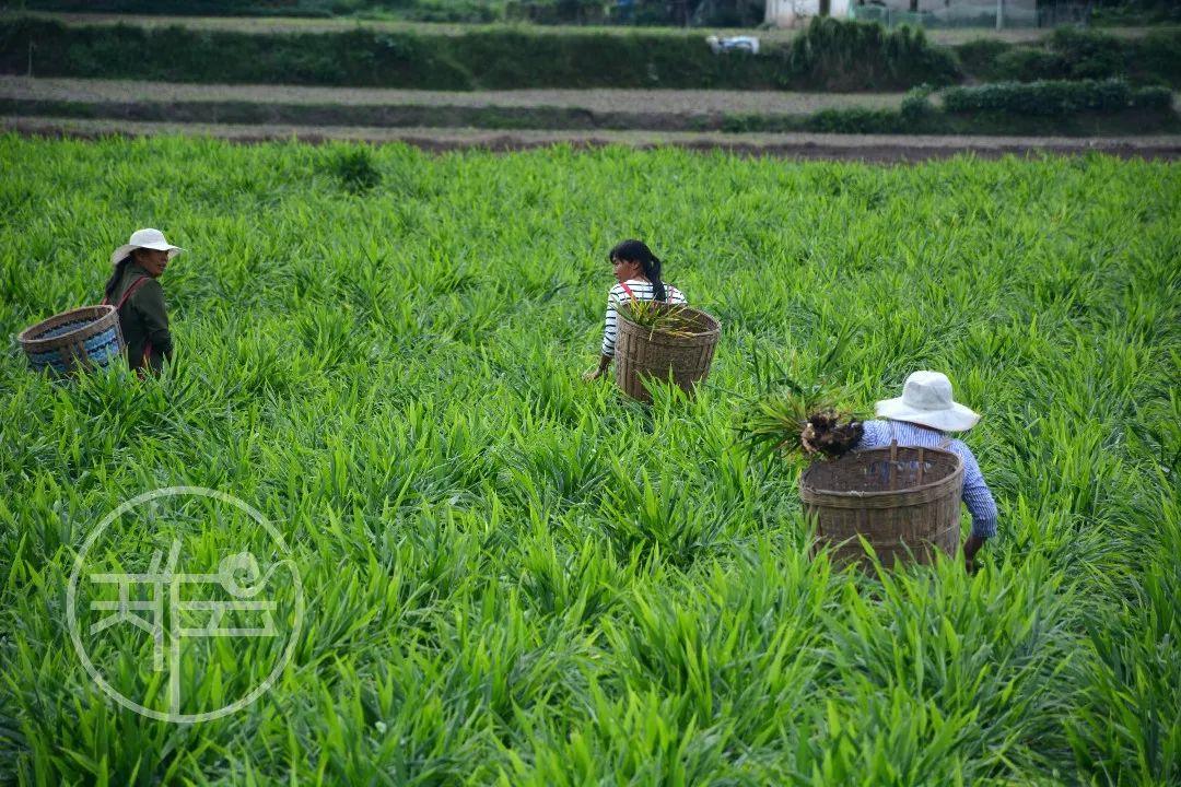 仔姜种植经济效益_仔姜的种植成本和利润_致富经仔姜种植技术